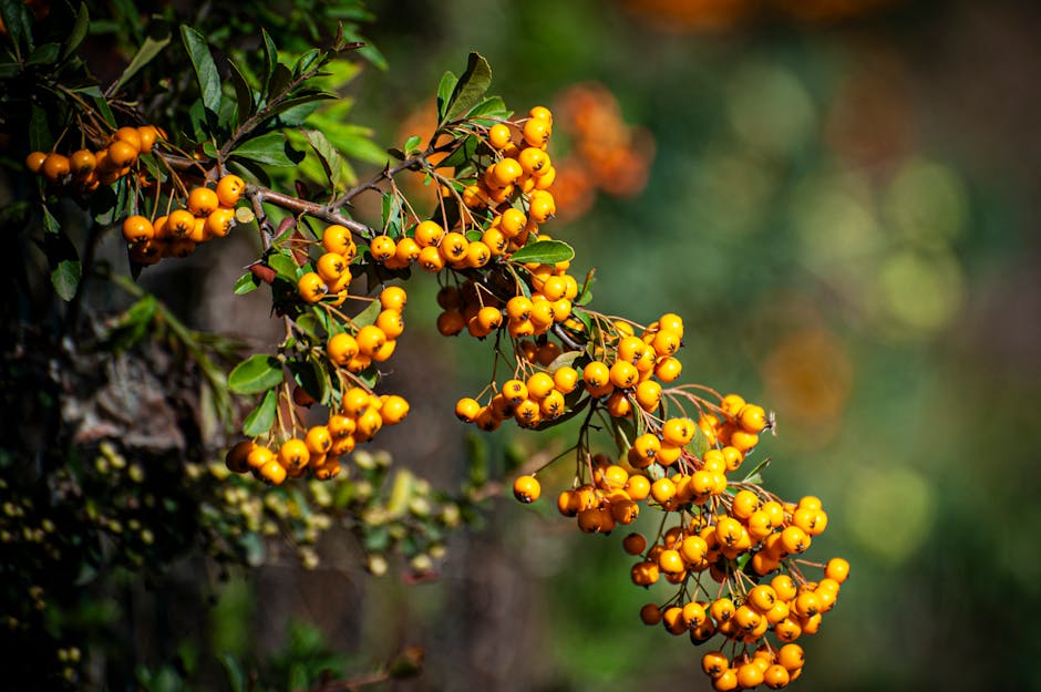 Berberis aristata (Daruharidra) - vivid yellow berries on branch
