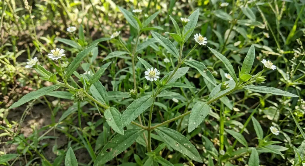 eclipta alba