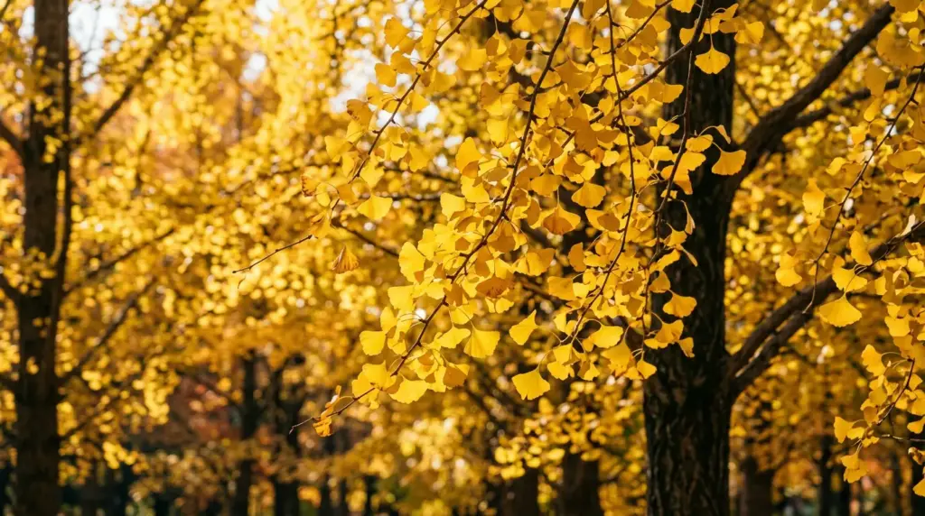 ginkgo biloba