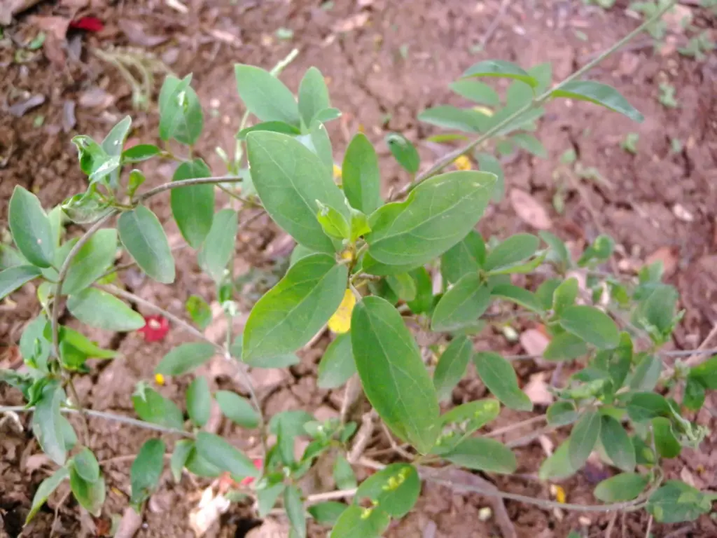 Gymnema sylvestre